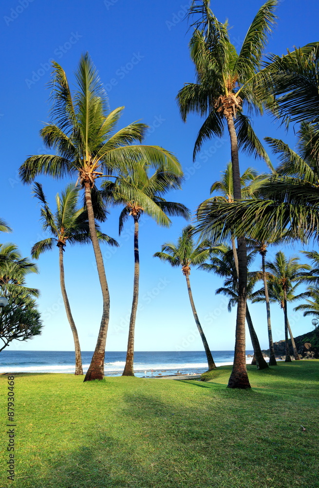 Cocotiers en bord de mer, La Réunion.