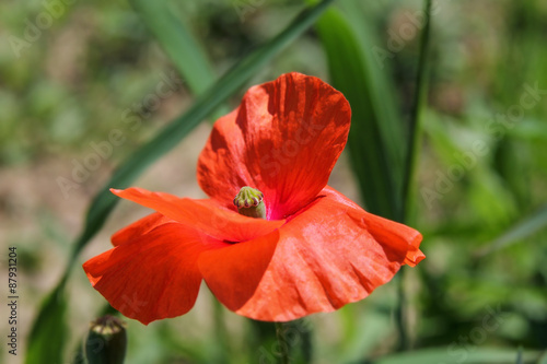 closeup of poppy flower