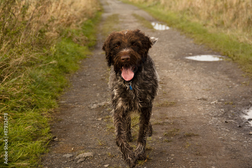 Obraz na płótnie Korthals Griffon or Wirehaired Pointing Griffon running through the fields
w salonie