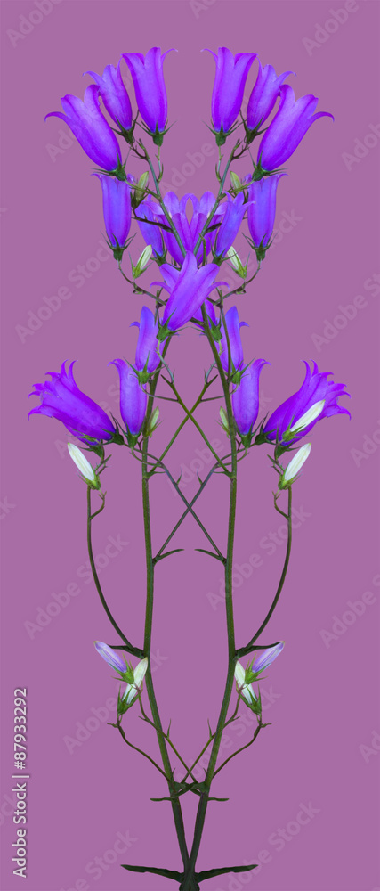 flowers bells/ isolated on purple background wildflowers bluebells