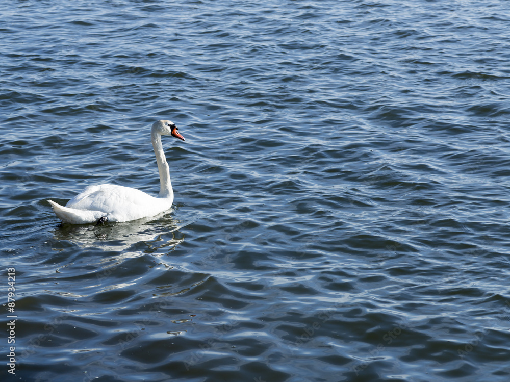 White Swan in Water White Swan in Water