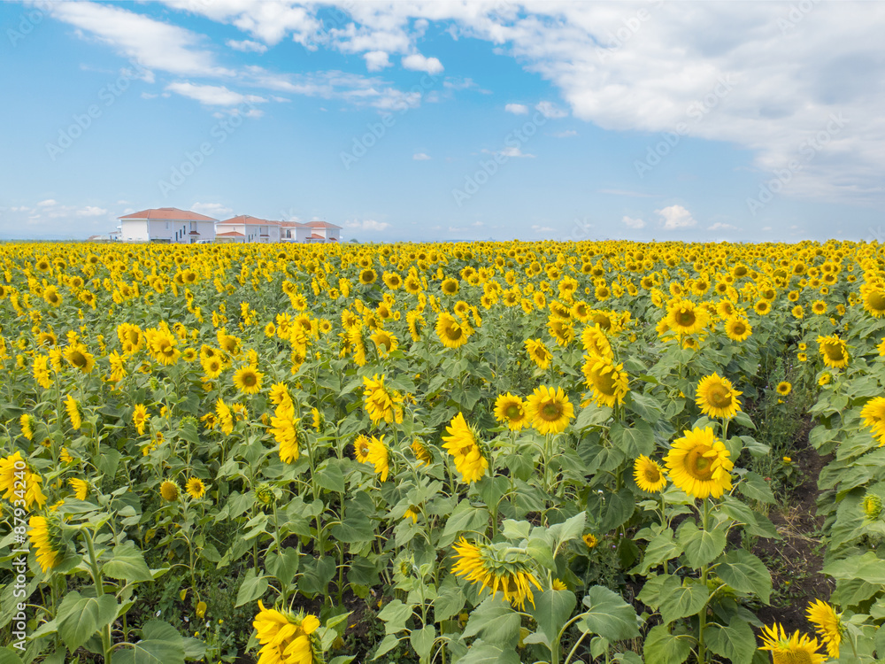 Bright rural landscape, sunflowers, sky and houses