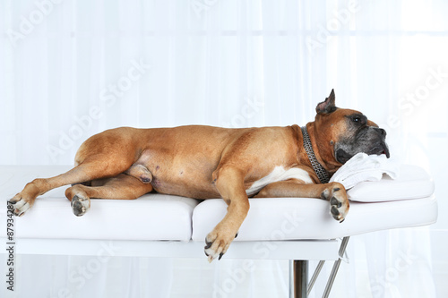 Fototapeta Naklejka Na Ścianę i Meble -  Dog relaxing on massage table, on light background