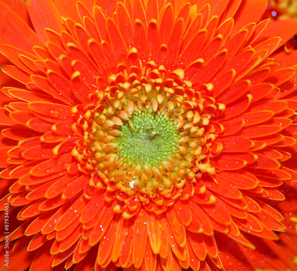 Macro gerber flowers background Macro gerber flowers background