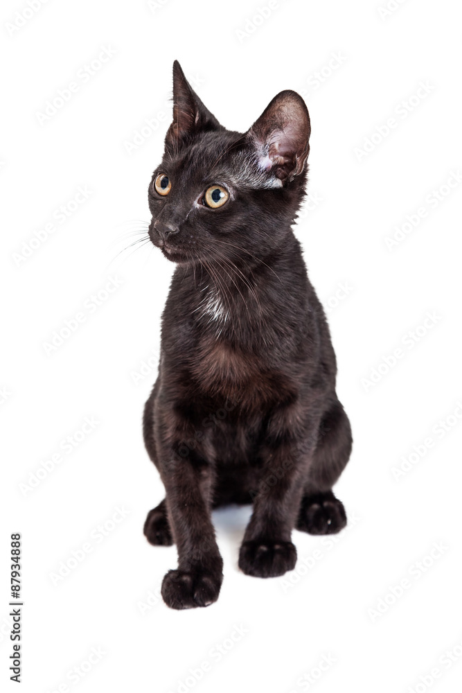 Adorable Black Kitten Sitting Looking to Side