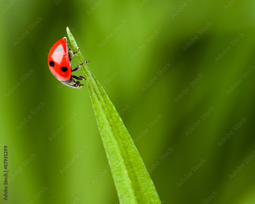 Obraz premium red ladybug on green grass