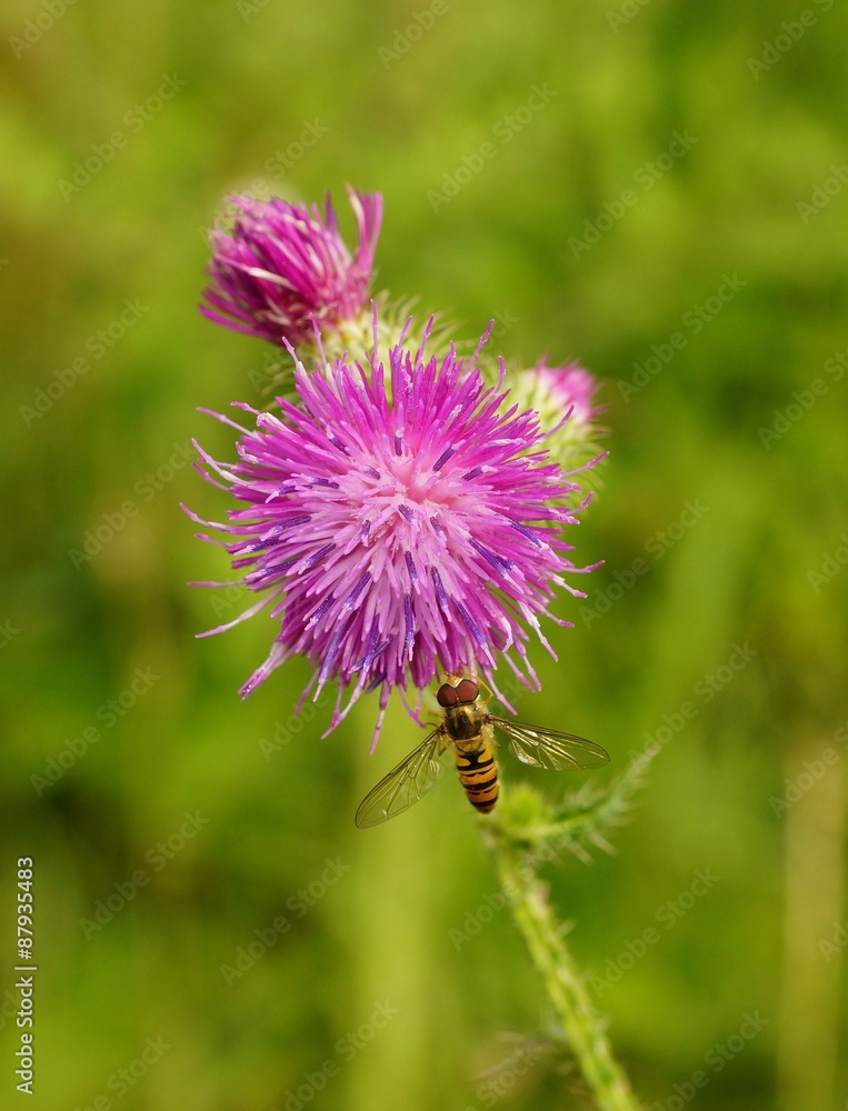 Fototapeta premium Volucella zonaria on a thistle