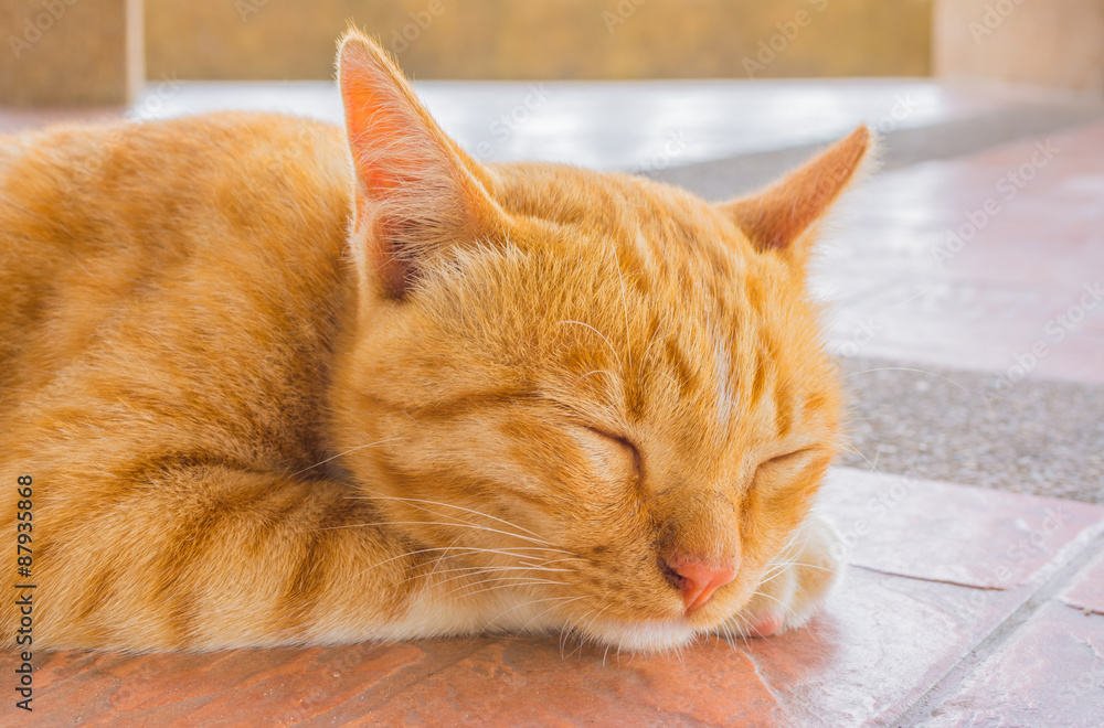 Pretty cat sleep in outside the house image