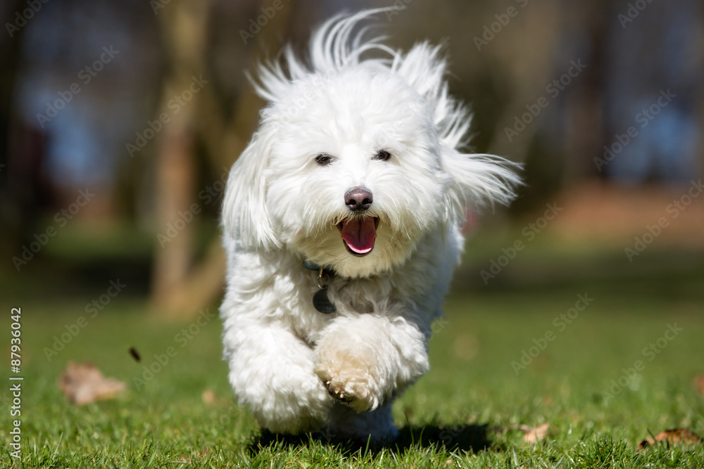 Coton de Tulear dog running outdoors in nature Coton de Tulear dog running outdoors in nature