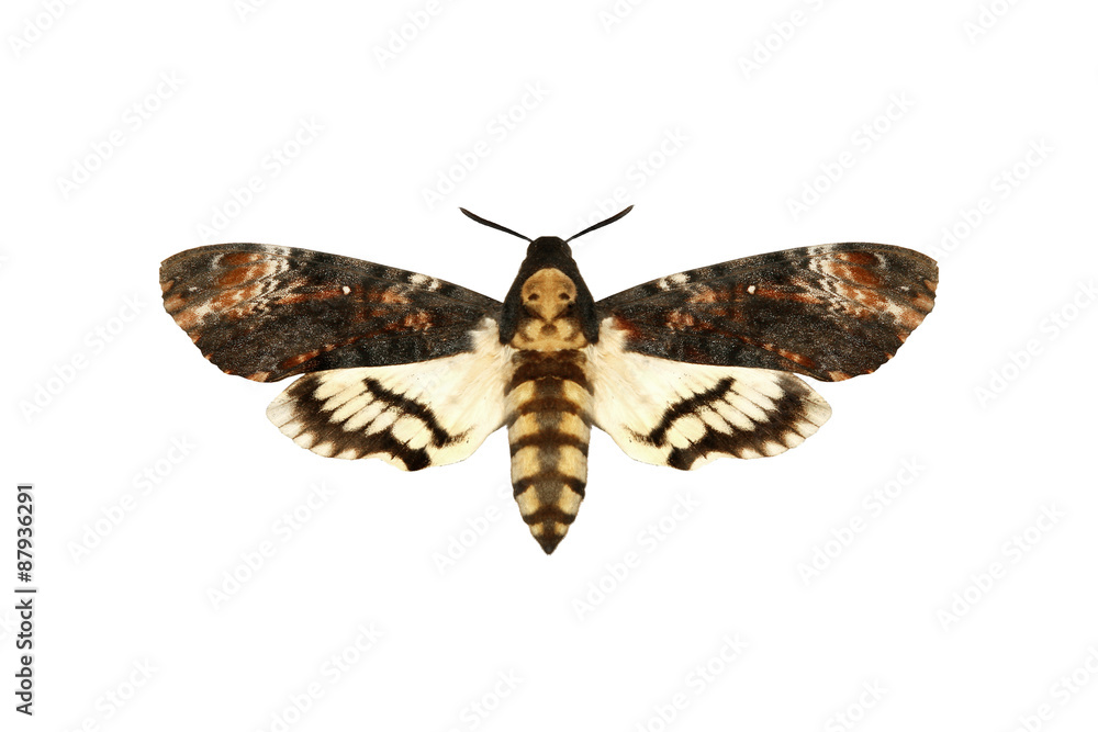 Fototapeta premium Moth on white background