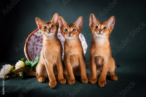 group of abyssinian cats on dark green background