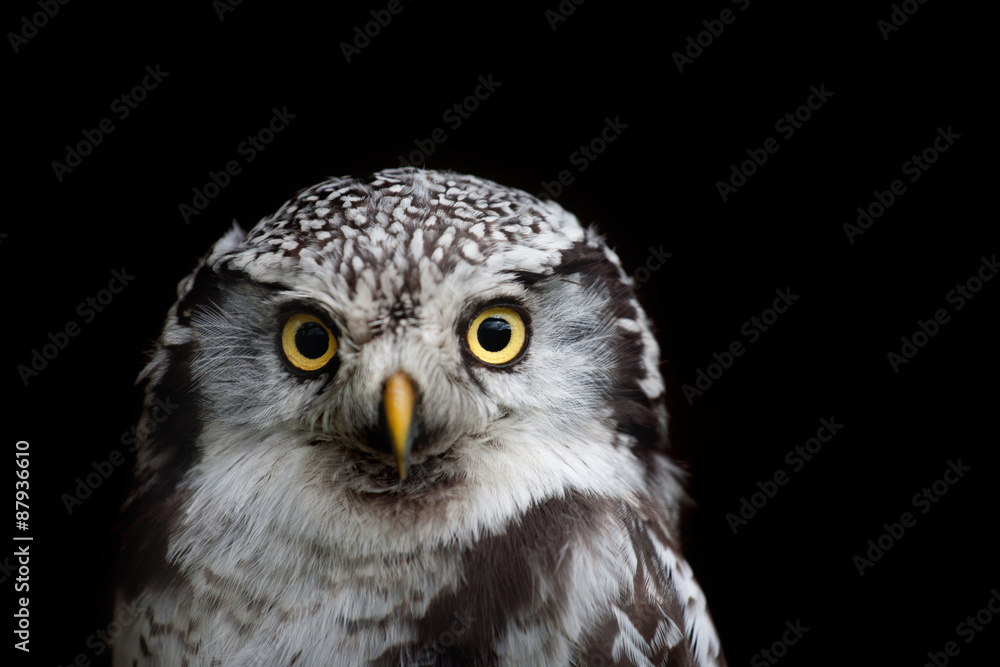 Fototapeta premium big eyed owl, staring owl
