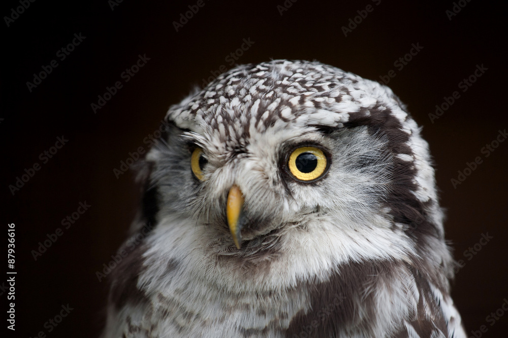 big eyed owl, staring owl big eyed owl, staring owl