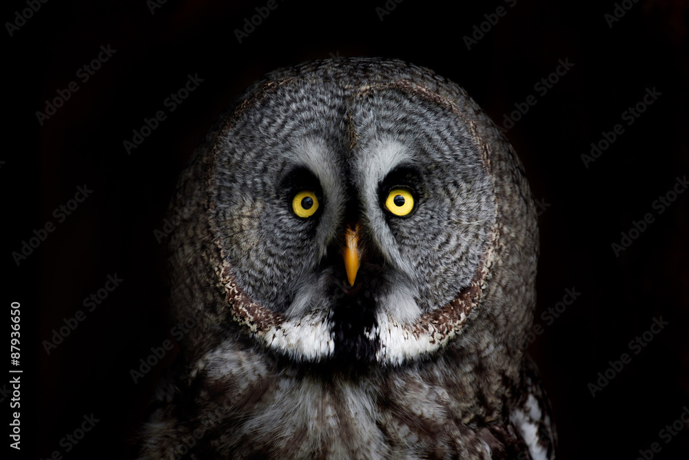 big eyed owl, staring owl big eyed owl, staring owl