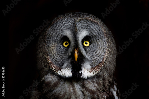 big eyed owl, staring owl 