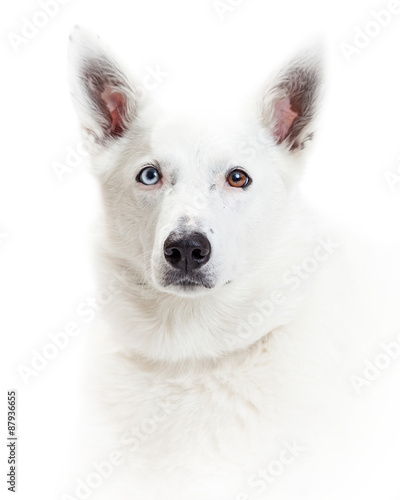 Close-Up of Beautiful Border Collie Dog