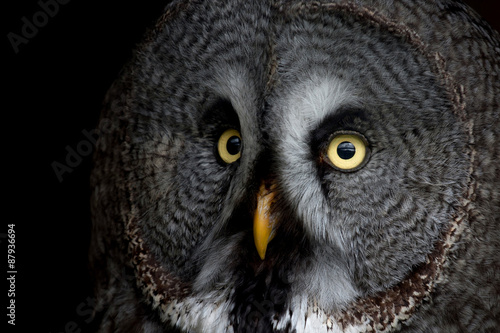 big eyed owl, staring owl 