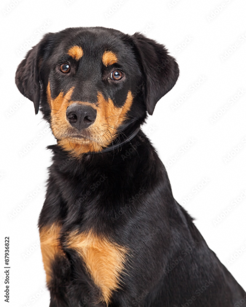 Close-up of Rottweiler Labrador Crossbreed Puppy Close-up of Rottweiler Labrador Crossbreed Puppy