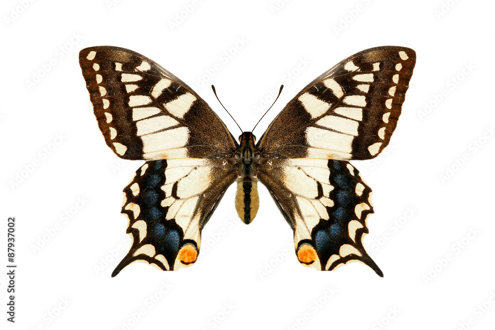 Fototapeta premium Butterfly on white background