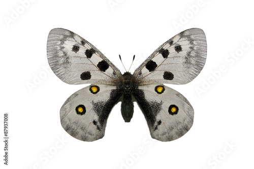 Butterfly on white background © novac