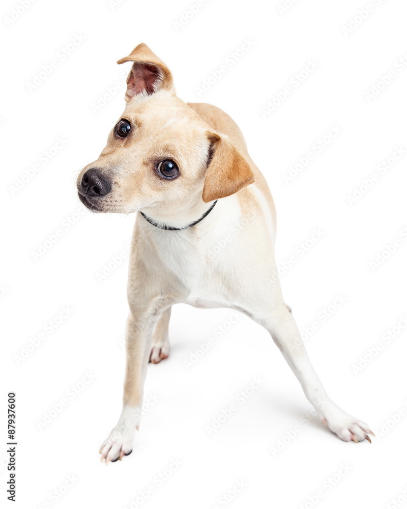 Curious Small Breed Dog Tilting Head