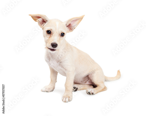 Cute Chihuahua Crossbreed Puppy With Perky Ears