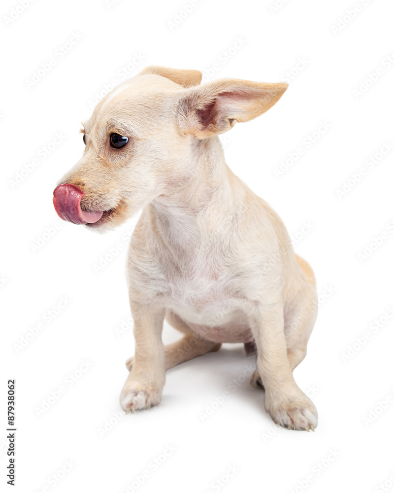 Funny Chihuahua Crossbreed Puppy Licking Lips
