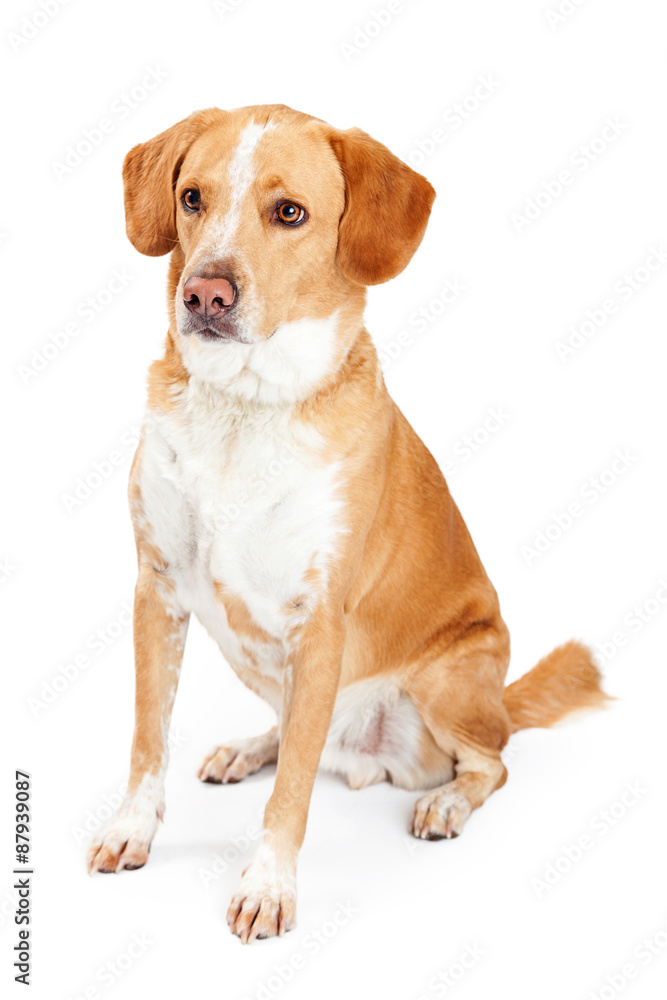 Labrador and Beagle Mix Dog Sitting to Side