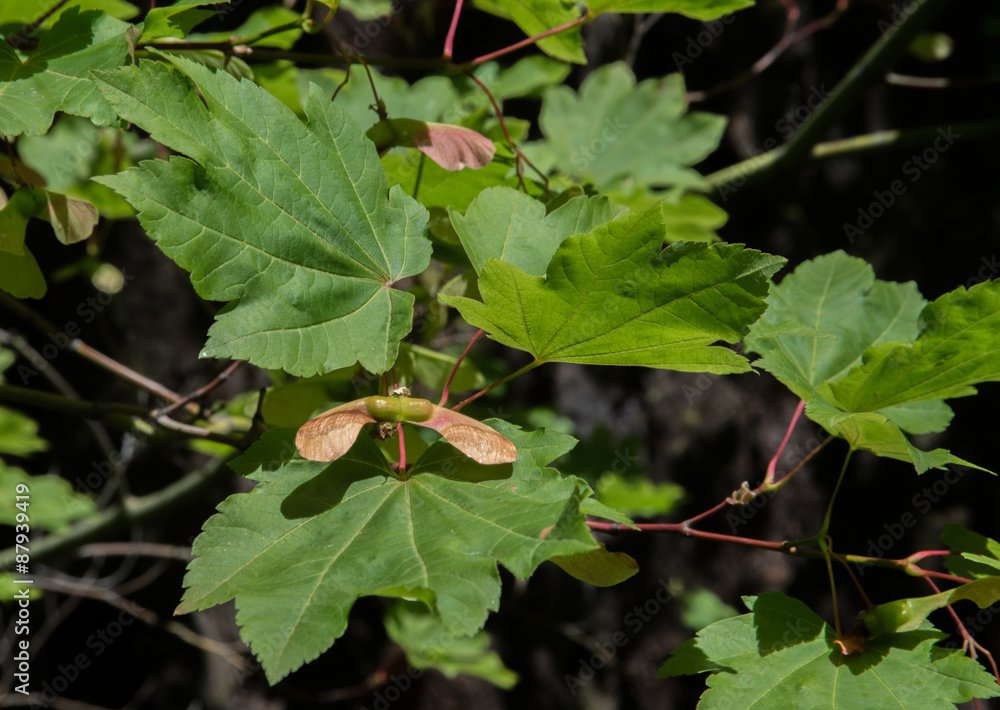 Seed Pod and Leaves of a Vine Maple Seed Pod and Leaves of a Vine Maple