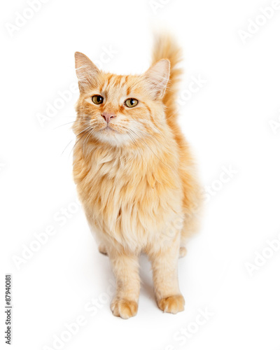 Fototapeta Naklejka Na Ścianę i Meble -  Pretty Young Orange Tabby Cat Looking Forward