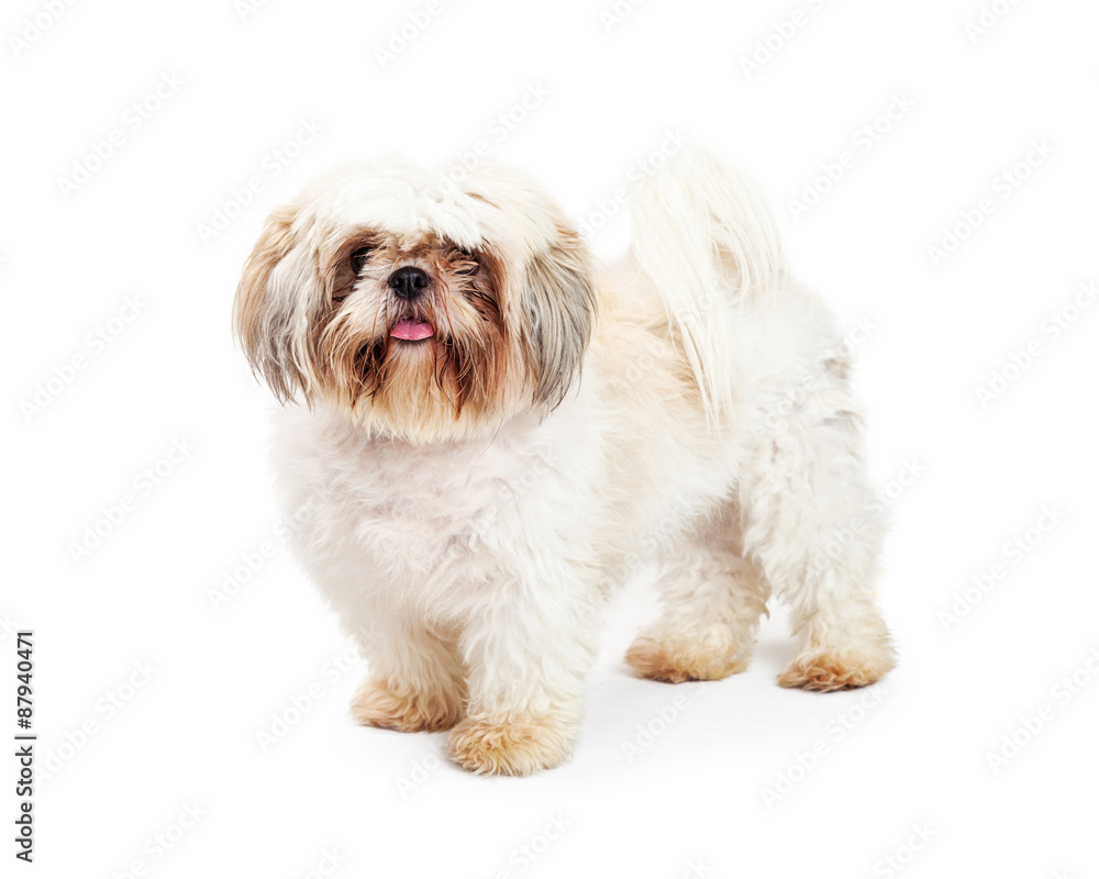 Shih Tzu Breed Adult Dog on White
