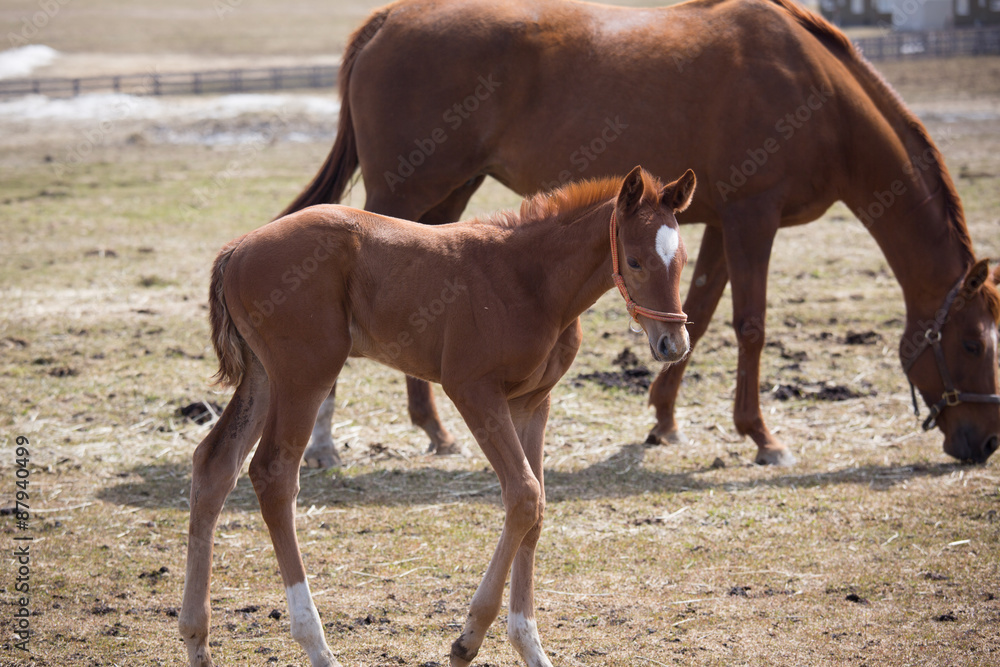 Pony and Mother Pony and Mother