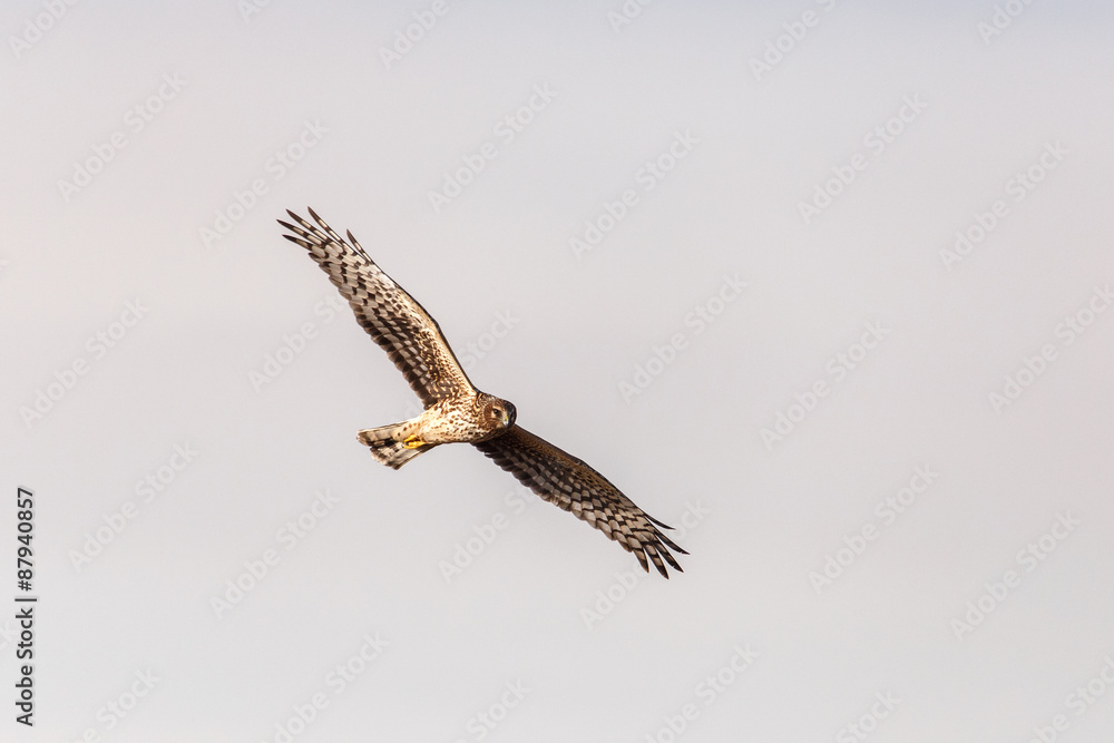 Obraz premium Northern Harrier