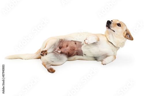 Foto Small Dog That Was Just Spayed