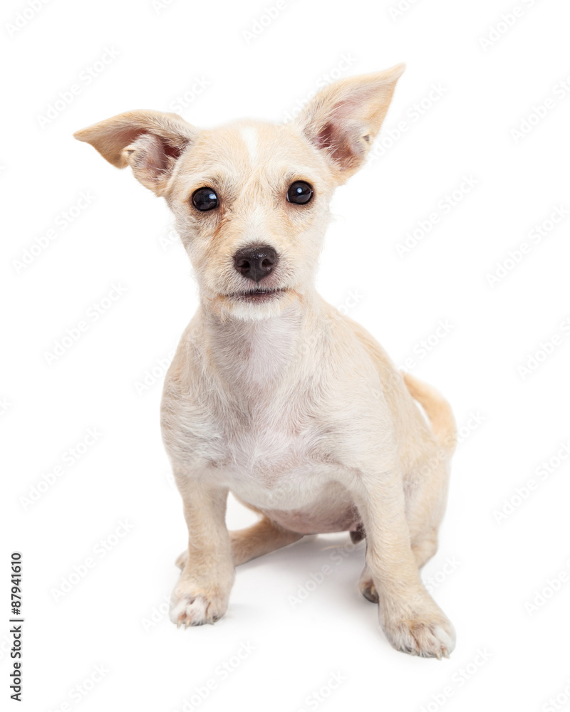 Young Chihuahua Crossbreed Puppy Looking Forward