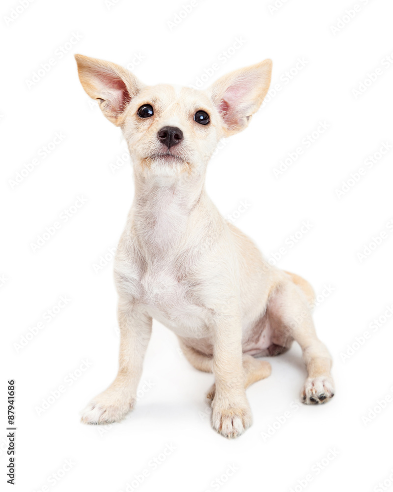 Young Chihuahua Mixed Breed Puppy Looking Up
