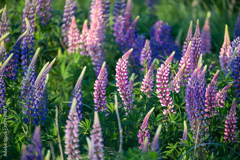 Lupinus Lupinus