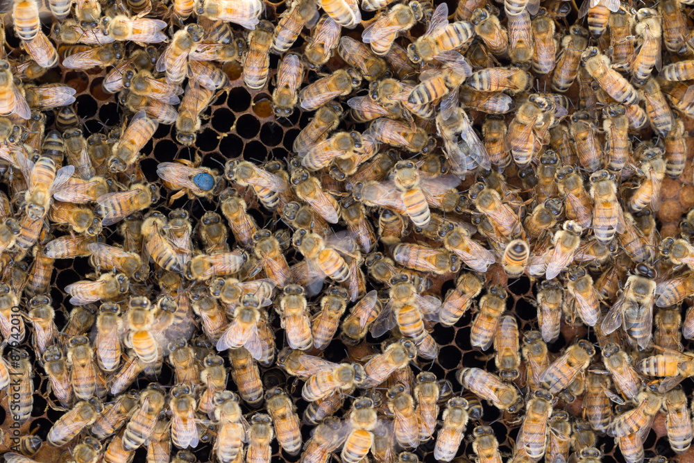Marked queen bee with abdomen in cell laying egg. Marked queen bee with abdomen in cell laying egg.