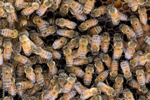 Trophallaxis, or food sharing, between worker honeybees