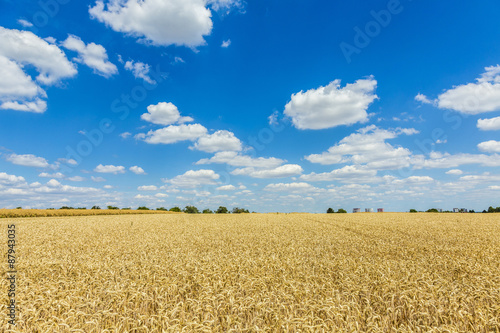 Golden, ripe wheat against blue sky background