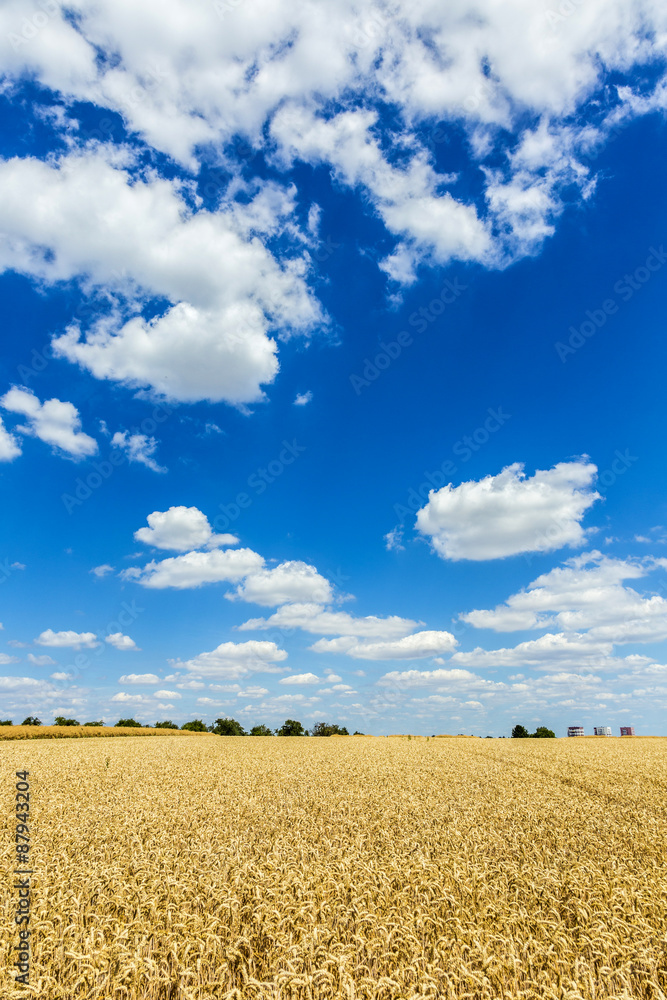Golden, ripe wheat against blue sky background