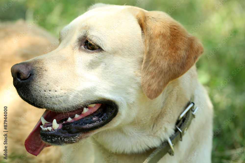 Cute dog resting over green grass background Cute dog resting over green grass background
