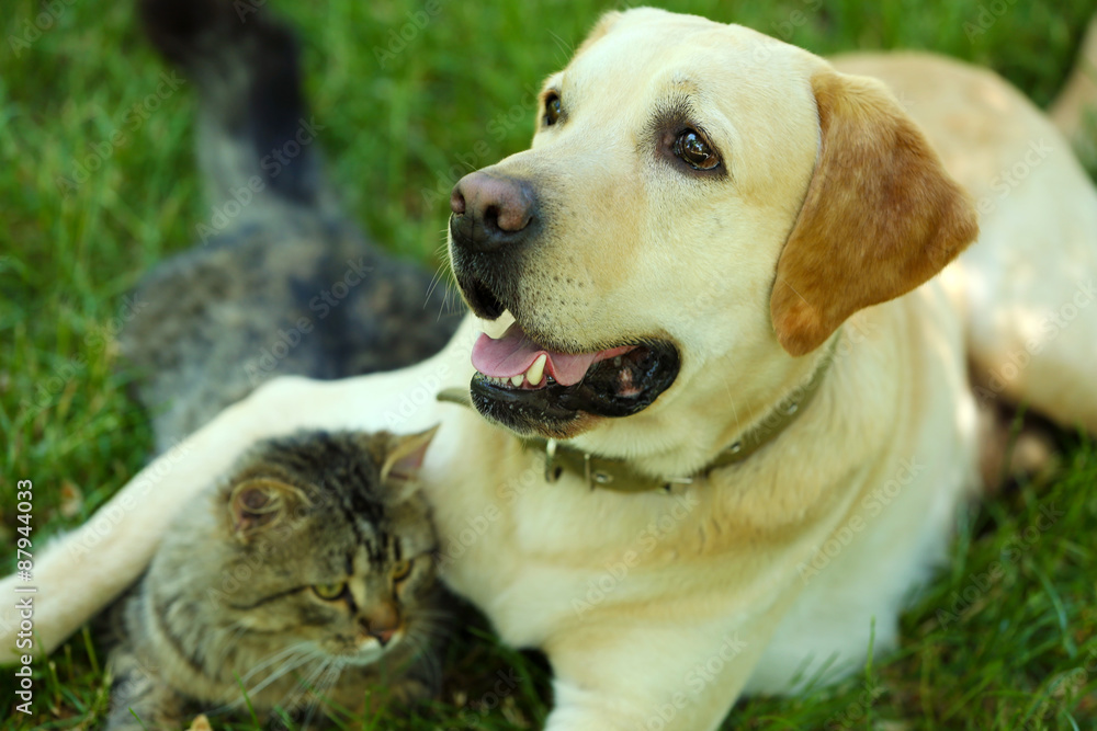 Friendly dog and cat resting over green grass background