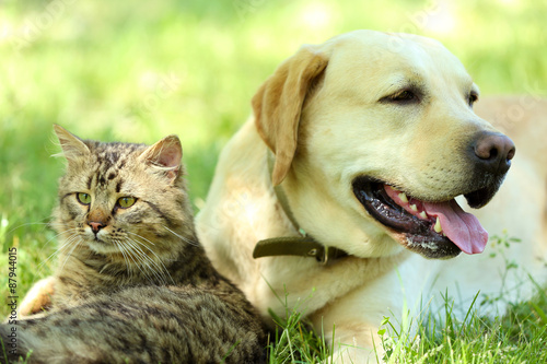 Fototapeta Naklejka Na Ścianę i Meble -  Friendly dog and cat resting over green grass background