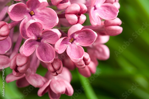 Macro image of spring lilac violet flowers © fotomaximum