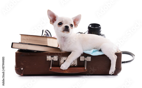 Adorable chihuahua dog in suitcase with things isolated on white © Africa Studio