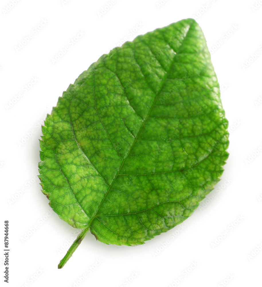 Green leaf isolated on white Green leaf isolated on white