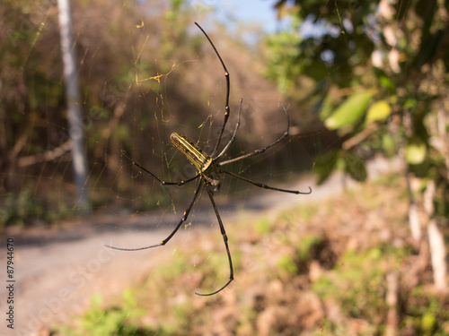 female spider genus Nephila, Indonesia