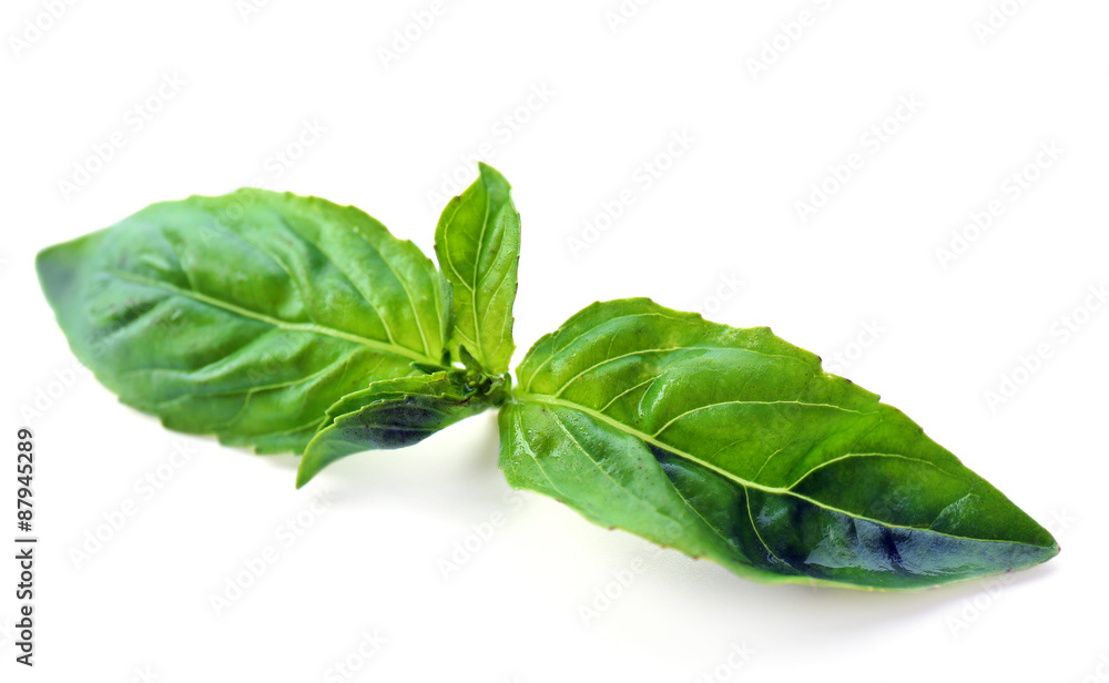 Green fresh basil isolated in white Green fresh basil isolated in white