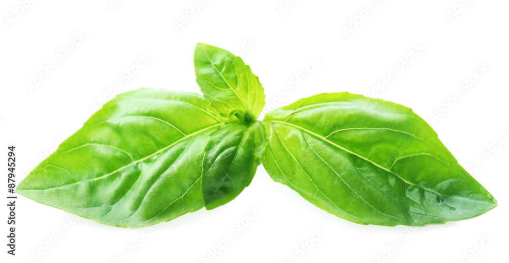 Green fresh basil isolated in white Green fresh basil isolated in white